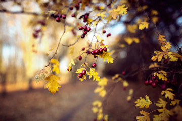 Autumn background with colorful leaves