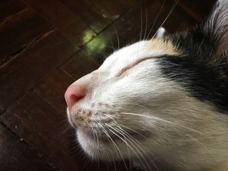 White cat sleeping with smile on face of the wooden floor