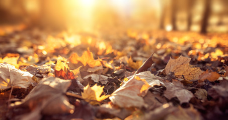 Autumn background with colorful leaves - obrazy, fototapety, plakaty