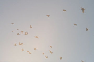 Uccelli in volo al tramonto