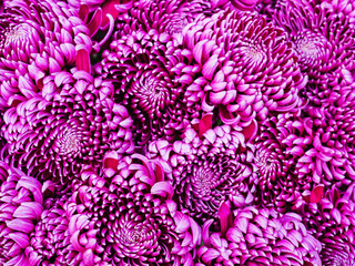 Purple mauve chrysanthemum flowers closeup background
