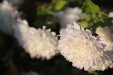  Beautiful autumn flowers of bright and saturated colors, autumn background, beautiful texture