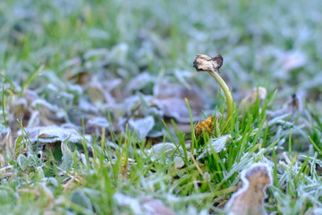 Obraz premium Fiore invernale