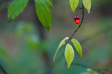 Red berry close-up macro