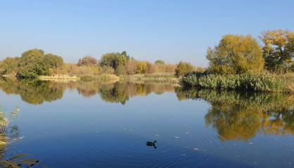 Reflection of autumn trees in the blue water of the river Swimming duck