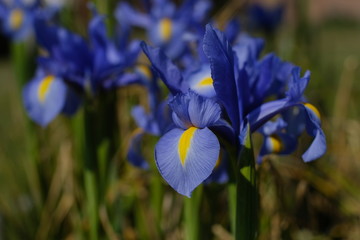 Macro fiore viola