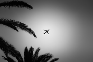 Black and white image of plane taking off against the leaves of palm trees.