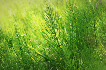 Wild plants - green background of horsetail or Tolkachik or Equisetum arvense . Common Horsetail in spring - obrazy, fototapety, plakaty