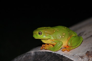 Australian green tree frog