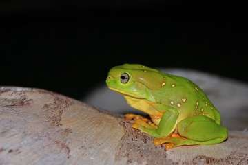Australian green tree frog