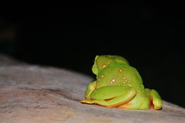 Australian green tree frog