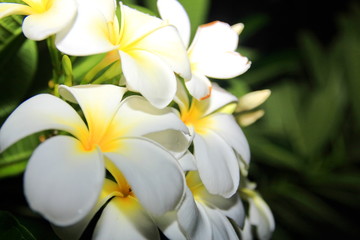White tropical flower