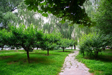 Fototapeta premium Park z jeziorem i pięknymi drzewami w pobliżu Summer Palace, Pekin, Chiny