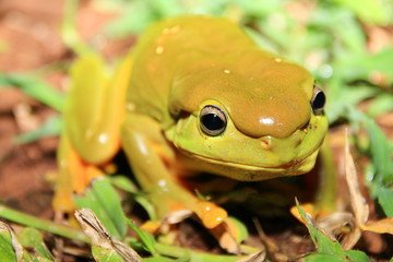 Australian green tree frog