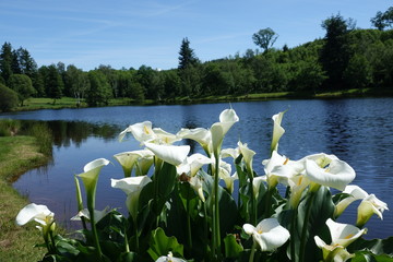 Obraz premium bloemen aan het meer