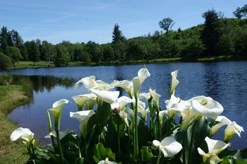 Tuinposter bloemen aan het meer © Luc