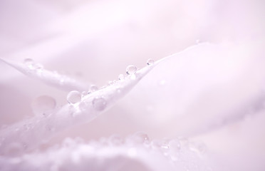 Abstracted macro shot of pink rose petals with water drops. 