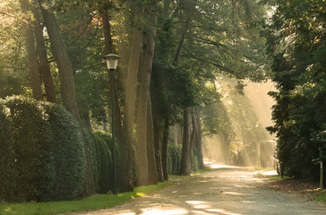 Early morning sunlight filtering through trees in a residential street in The Netherlands, Europe. 