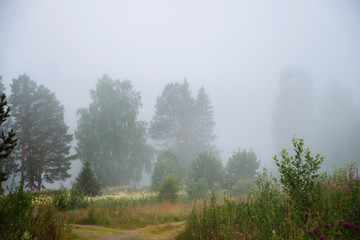 Natural background, landscape: summer foggy morning in the forest.