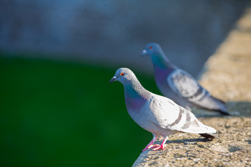 Couple of doves. Pigeons in park. Beautiful wild birds..