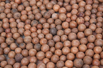 Full frame Costa Rican macadamia nuts in shell background texture.