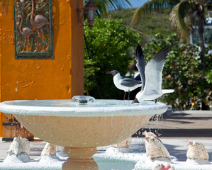 Bathing and drinking seagulls in a fountain on the tropical island Half Moon Cay, Bahamas. 