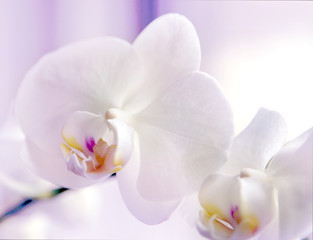 Naklejka na ściany i meble Close up of pink orchids.