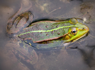 Close up of a green frog (Rana esculenta complex) in a pond.