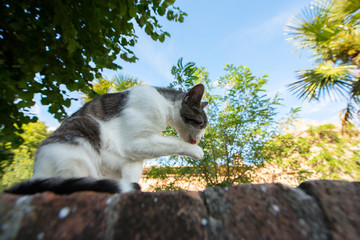 Cat washs oneself - citizen of Montalcino, ancient center of city. Tuscany holidays. Italy holidays in Tuscany, Italy, Europe. Vacation in beautiful Italy.