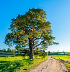 Rustic landscape with countryside road and lonely pine, Europe