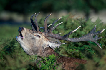 Cervo Bramito