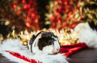 Fototapeta na wymiar Domestic guinea pig (Cavia porcellus), also known as cavy or domestic cavy on red and white Christmas background indoors. Golden red shiny festive shallow depth of field background with LEDs.