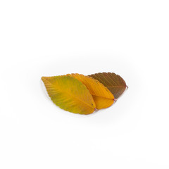 Different colored fall leaves. Set of olorful leaves isolated on white background. Autumn beautiful green, yellow, red and orange leaves, design element. Fall foliage. Color fall.
