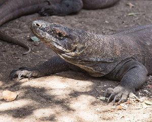 Komodo Dragon