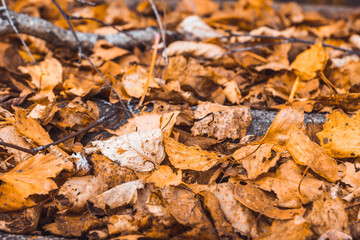 Dried leaves on the roof of autumn forest house