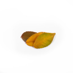 Different colored fall leaves. Set of olorful leaves isolated on white background. Autumn beautiful green, yellow, red and orange leaves, design element. Fall foliage. Color fall.