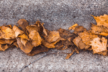 Dried leaves on the roof of autumn forest house