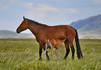 Mare and foal on a pasture.