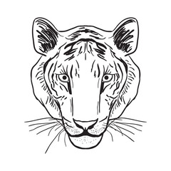 Tiger portrait, head Sketch drawing. Black contour on a white background. Vector