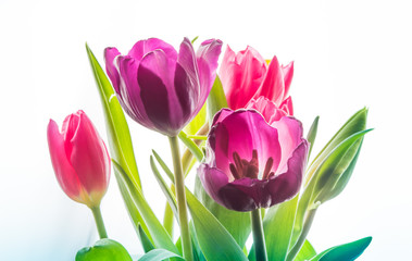 Close-up Red Pink Purple isolated tulp flowers on the white background