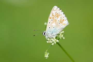 Hauhechel-Bläuling (Schmetterling)