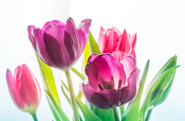Close-up Red Pink Purple isolated tulp flowers on the white background