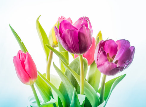 Close-up Red Pink Purple isolated tulp flowers on the white background