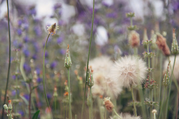 Dandelion flowers. Summer nature beautiful background.