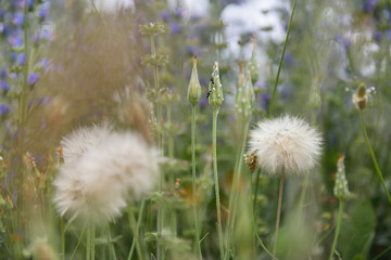 Dandelion flowers. Summer nature beautiful background.