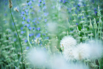 Dandelion flowers. Summer nature beautiful background.