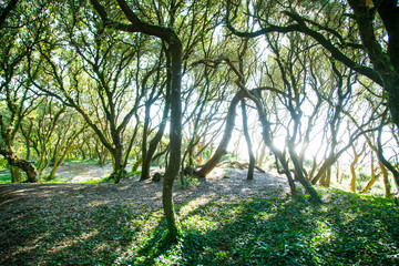 Wald