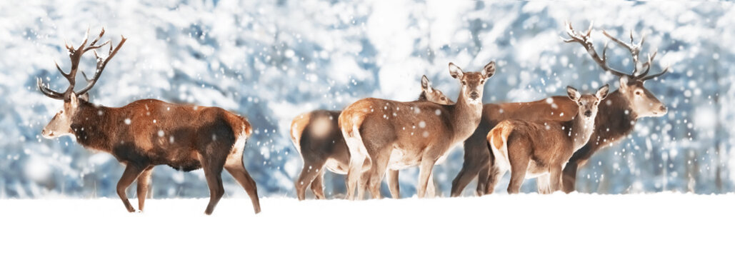 A noble deer with females in the herd against the background of a beautiful winter snow forest. Artistic winter landscape. Christmas photography. Winter wonderland. Banner design.