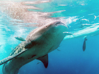 Whale Sharks in Oslob, Philippines -  Tourists swimming and diving with whale shark