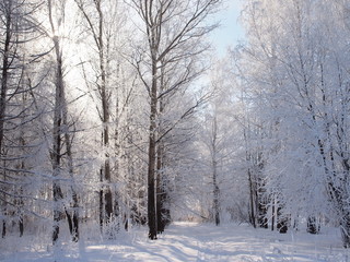 Fototapeta na wymiar Trees in the frost. Winter snow. Russian winter nature. Russia, Ural, Perm region